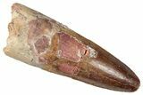 Fossil Spinosaurus Tooth - Real Dinosaur Tooth #357446-1